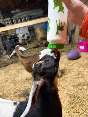 Colostrum / Probiotic Powder