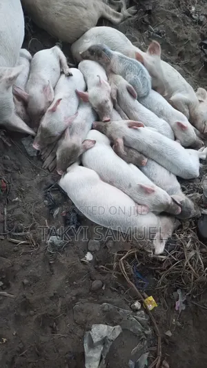 Our Day Farm