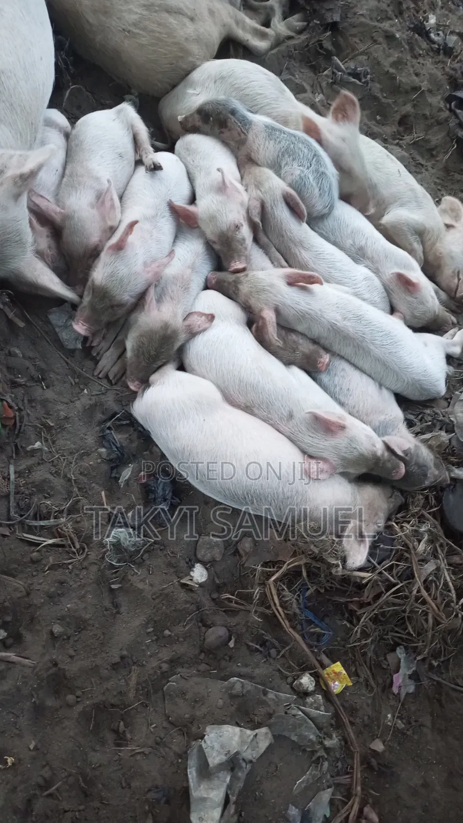 Our Day Farm