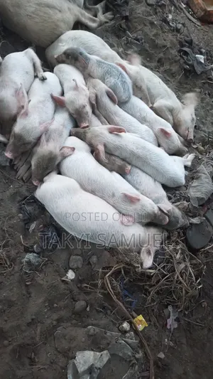 Our Day Farm