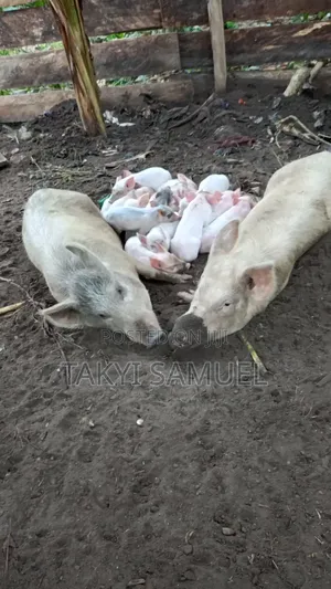 Our Day Farm