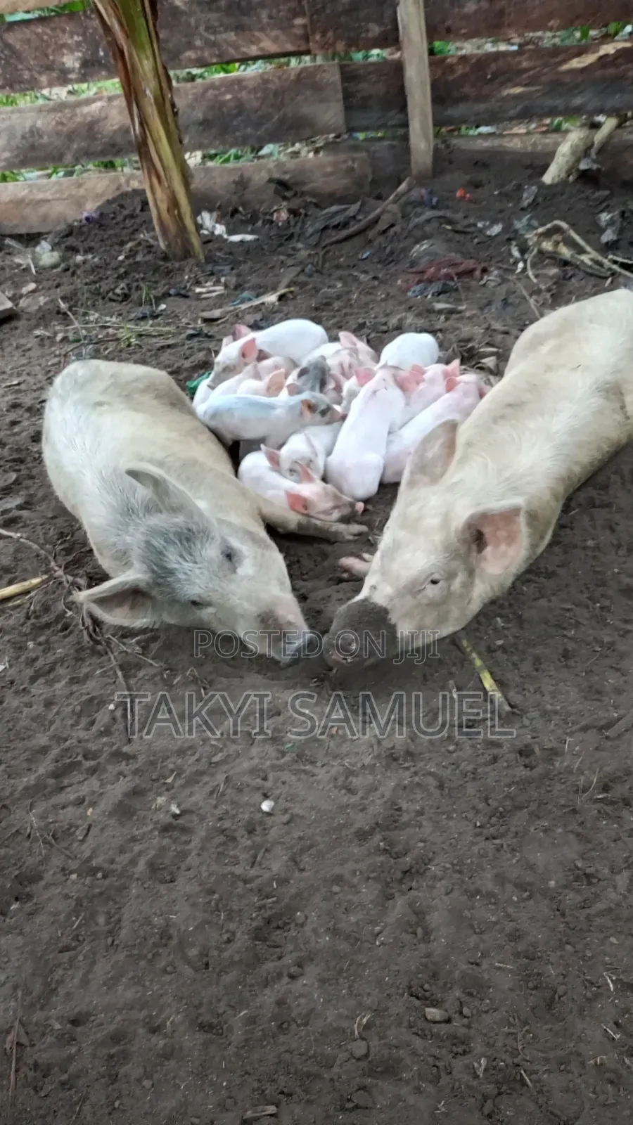 Our Day Farm