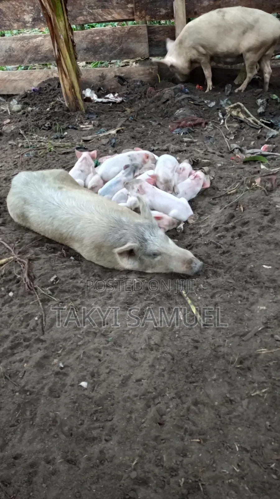 Our Day Farm