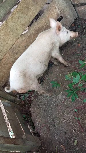 Our Day Farm