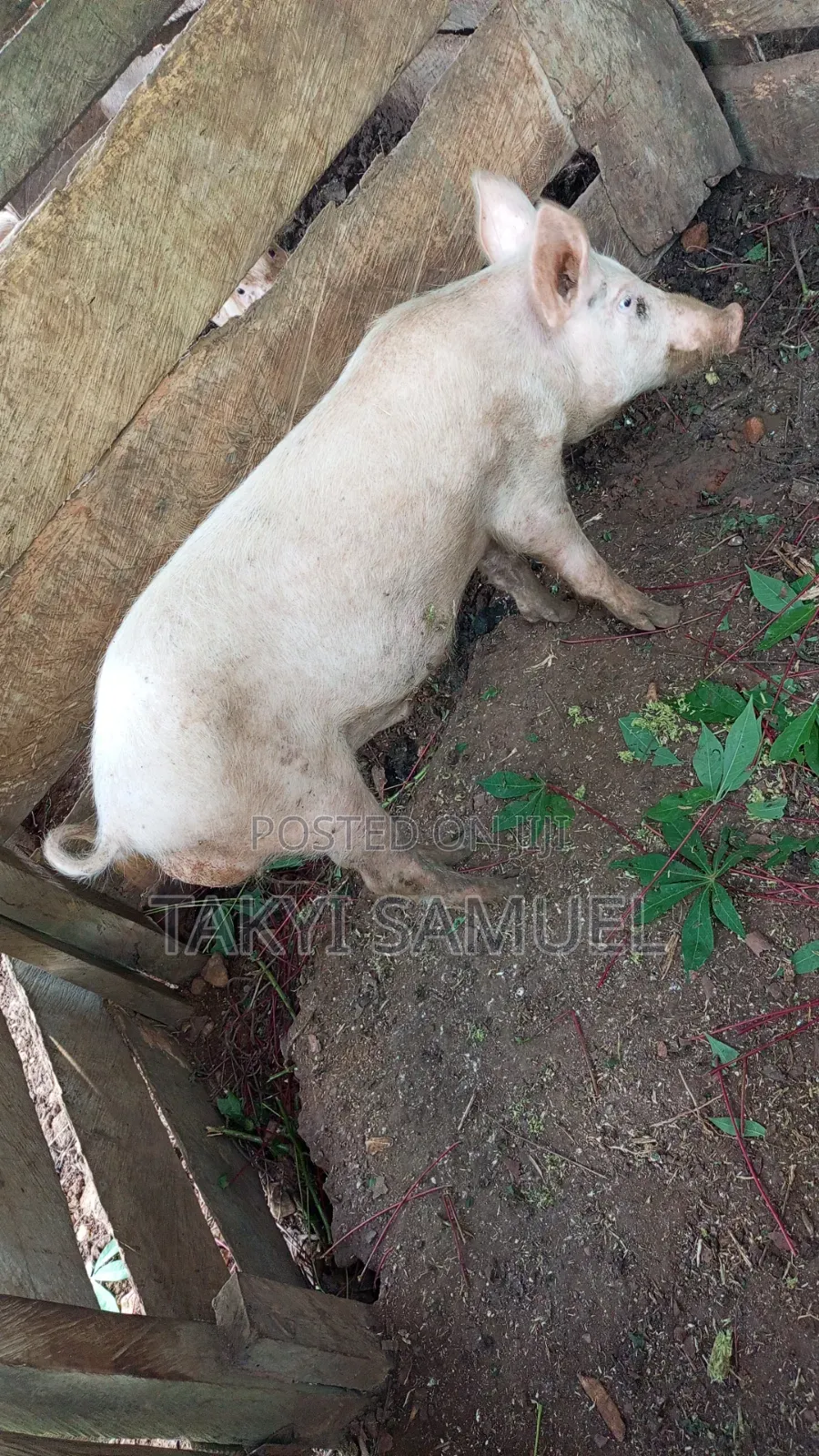 Our Day Farm