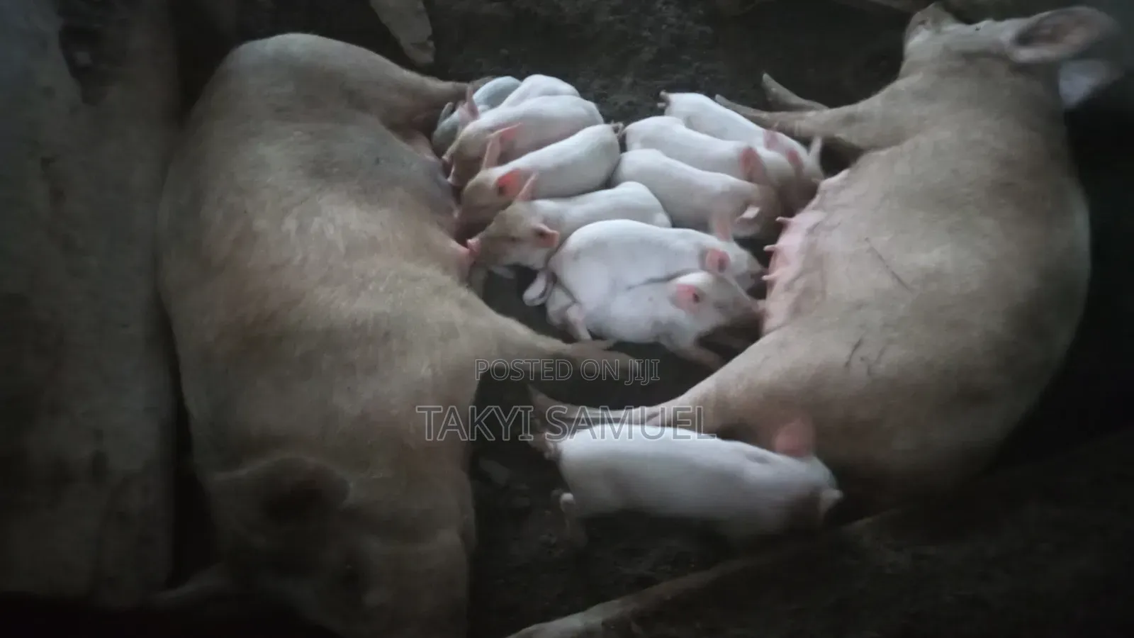 Our Day Farm