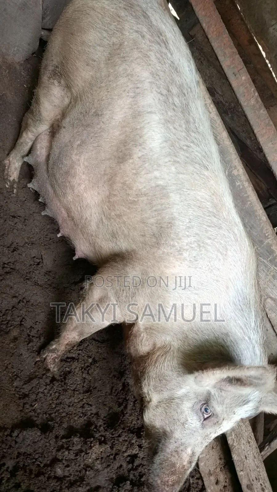 Our Day Farm