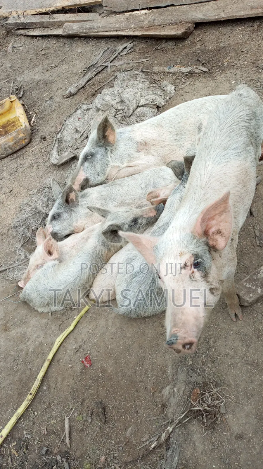 Our Day Farm