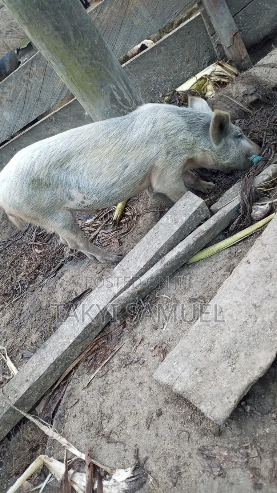 Our Day Farm