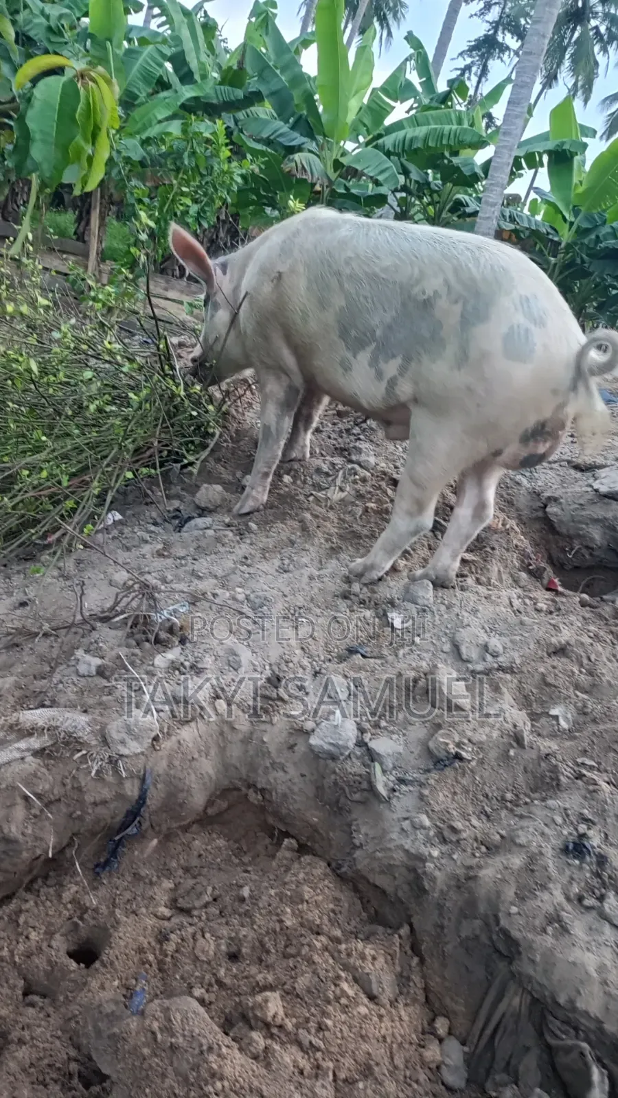 Our Day Farm