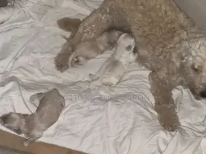 1-3 months Female Mixed Breed Maltipoo