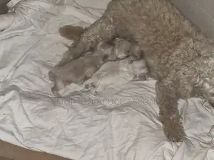 1-3 months Female Mixed Breed Maltipoo