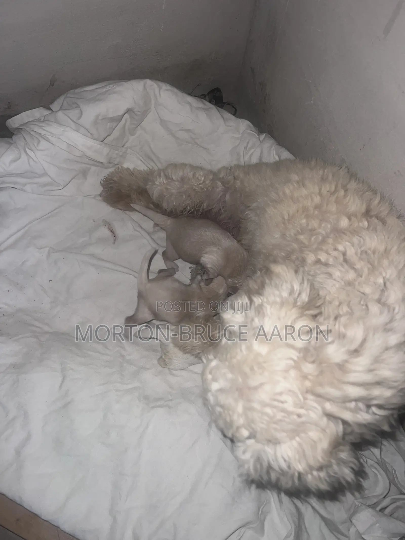 1-3 months Female Mixed Breed Maltipoo