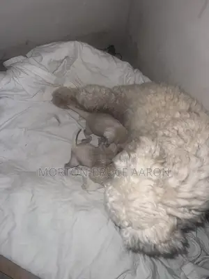 1-3 months Female Mixed Breed Maltipoo