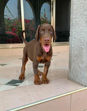 1-3 months Male Purebred Doberman Pinscher