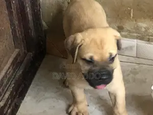 1-3 months Female Purebred Bullmastiff