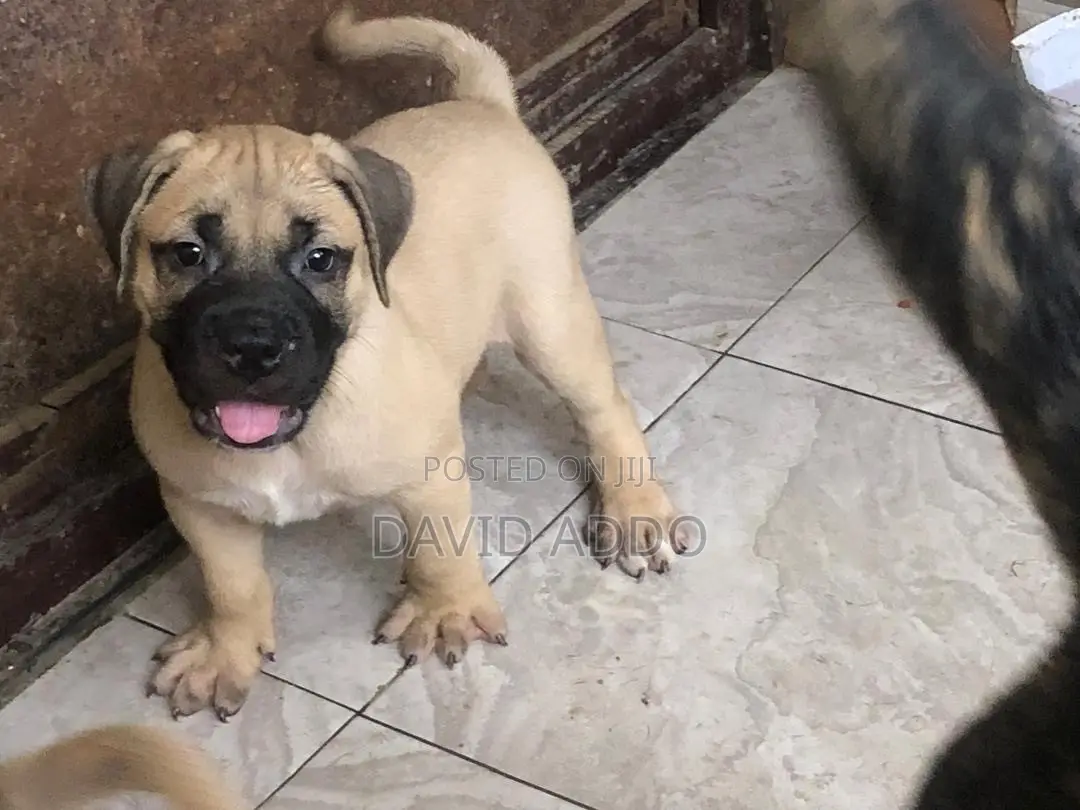 1-3 months Female Purebred Bullmastiff