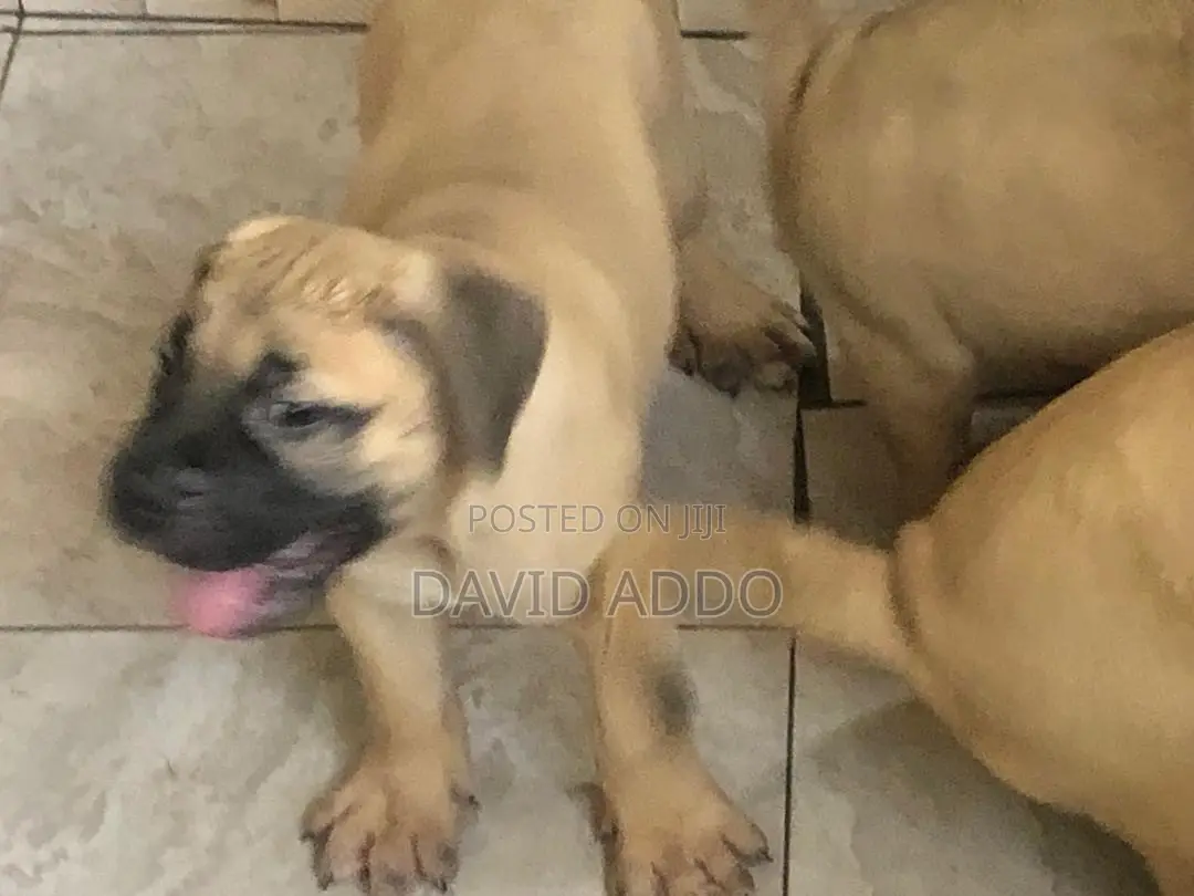 1-3 months Female Purebred Bullmastiff