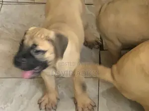 1-3 months Female Purebred Bullmastiff