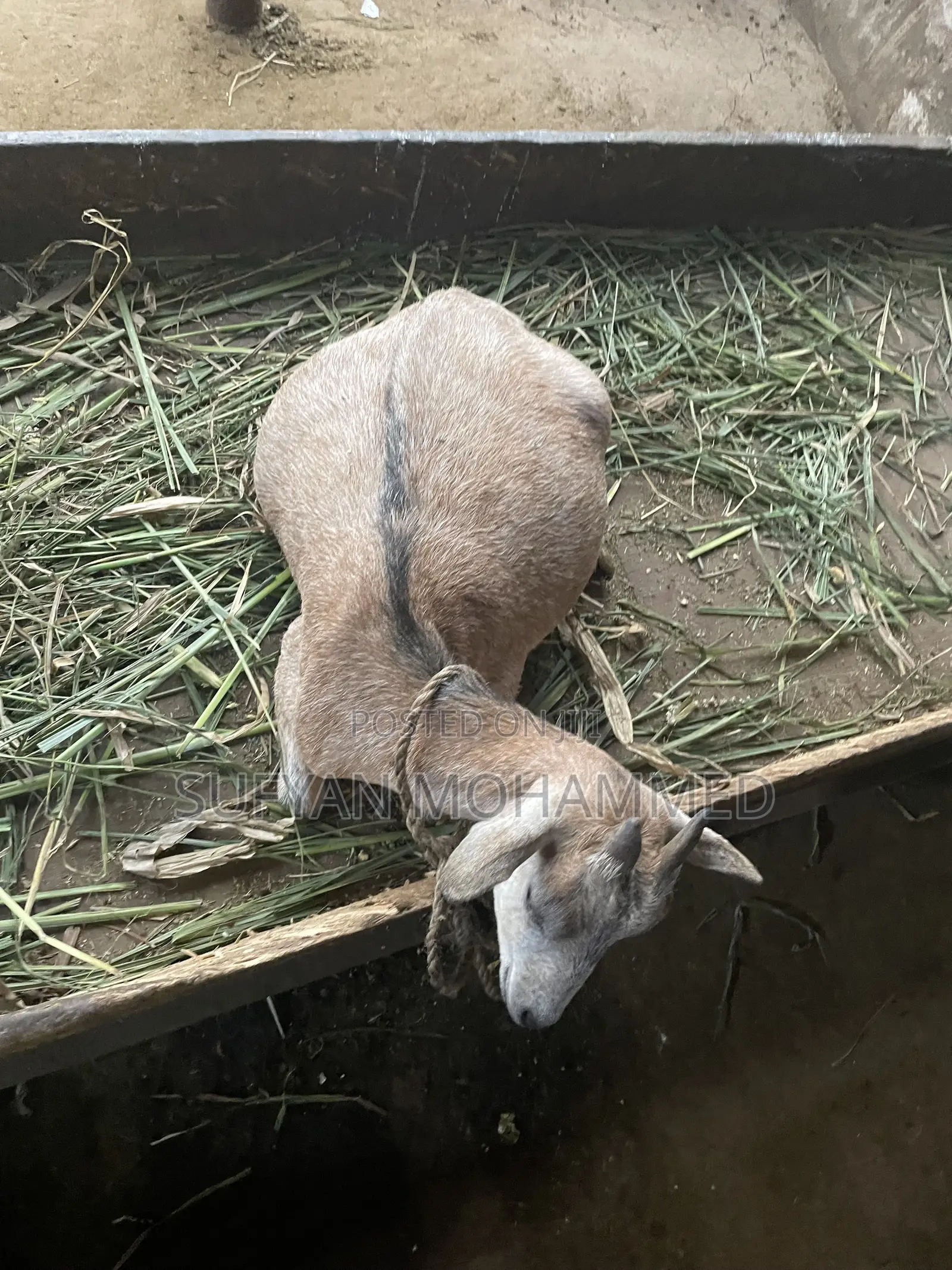 Delicious Goat Meat