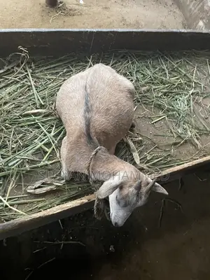 Delicious Goat Meat