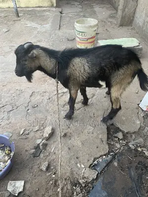 Delicious Goat Meat