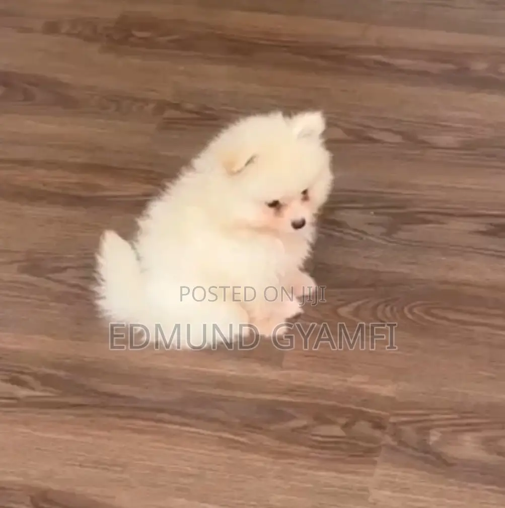 1-3 months Female Purebred Pomeranian