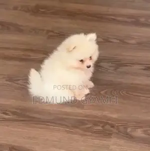 1-3 months Female Purebred Pomeranian