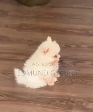 1-3 months Female Purebred Pomeranian