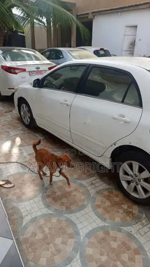 Toyota Corolla 2010 White