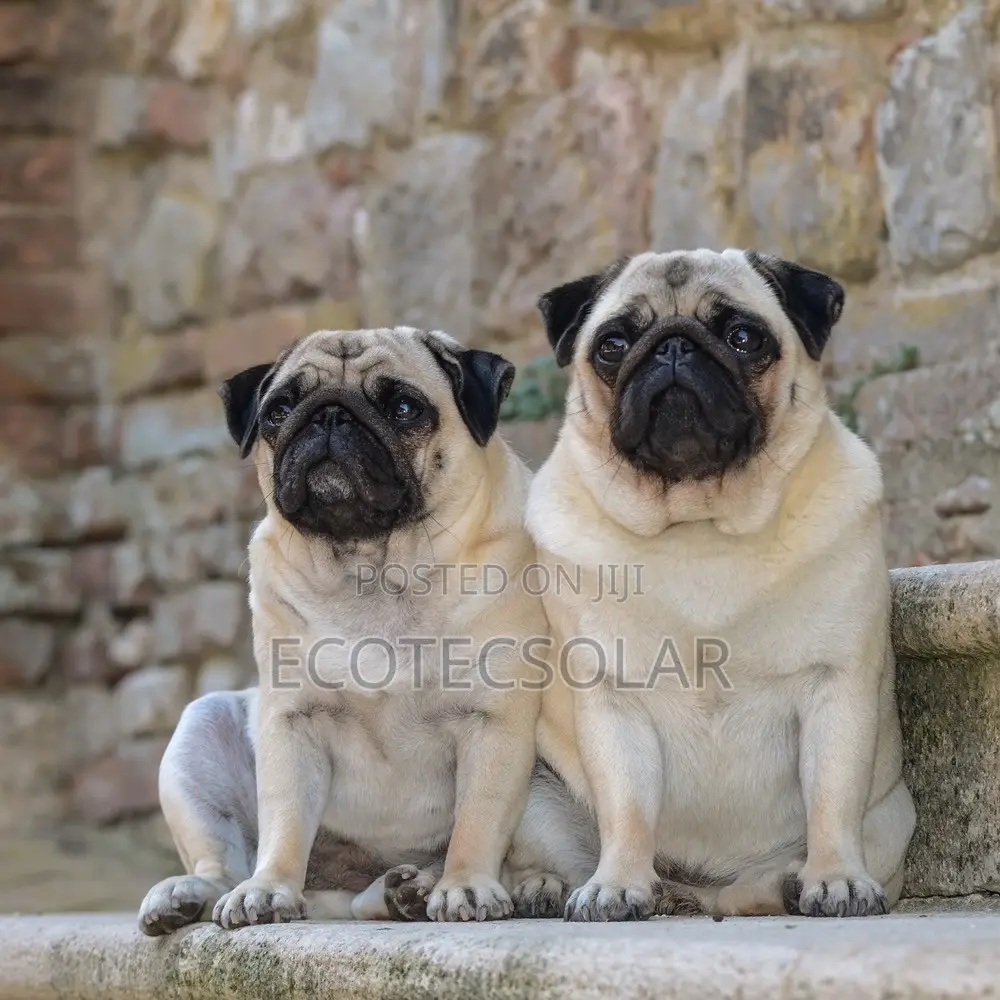 1+ year Male Purebred Pug