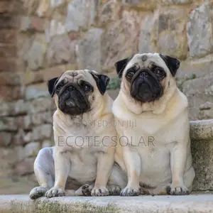 1+ year Male Purebred Pug
