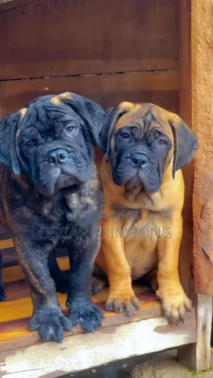 1-3 months Female Purebred Bullmastiff