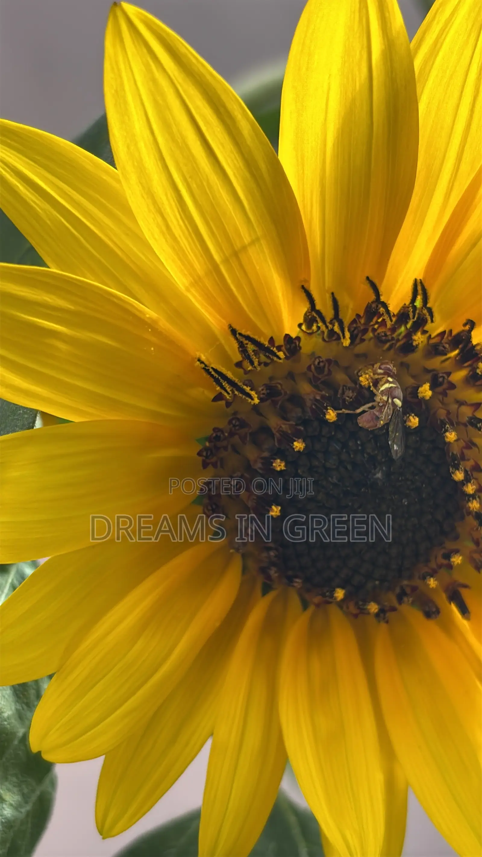 Sunflower Seeds