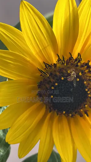 Sunflower Seeds