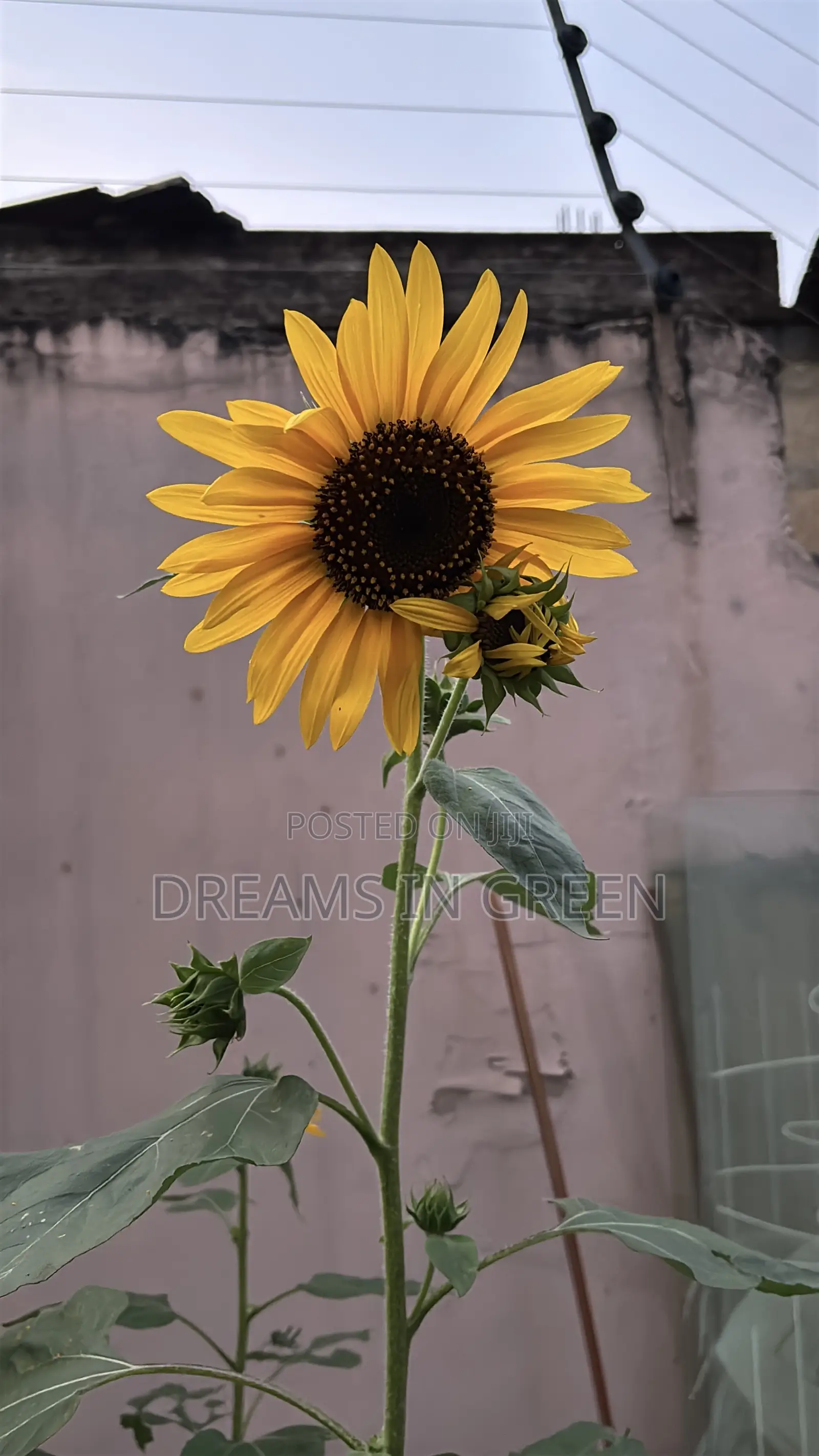 Sunflower Seeds