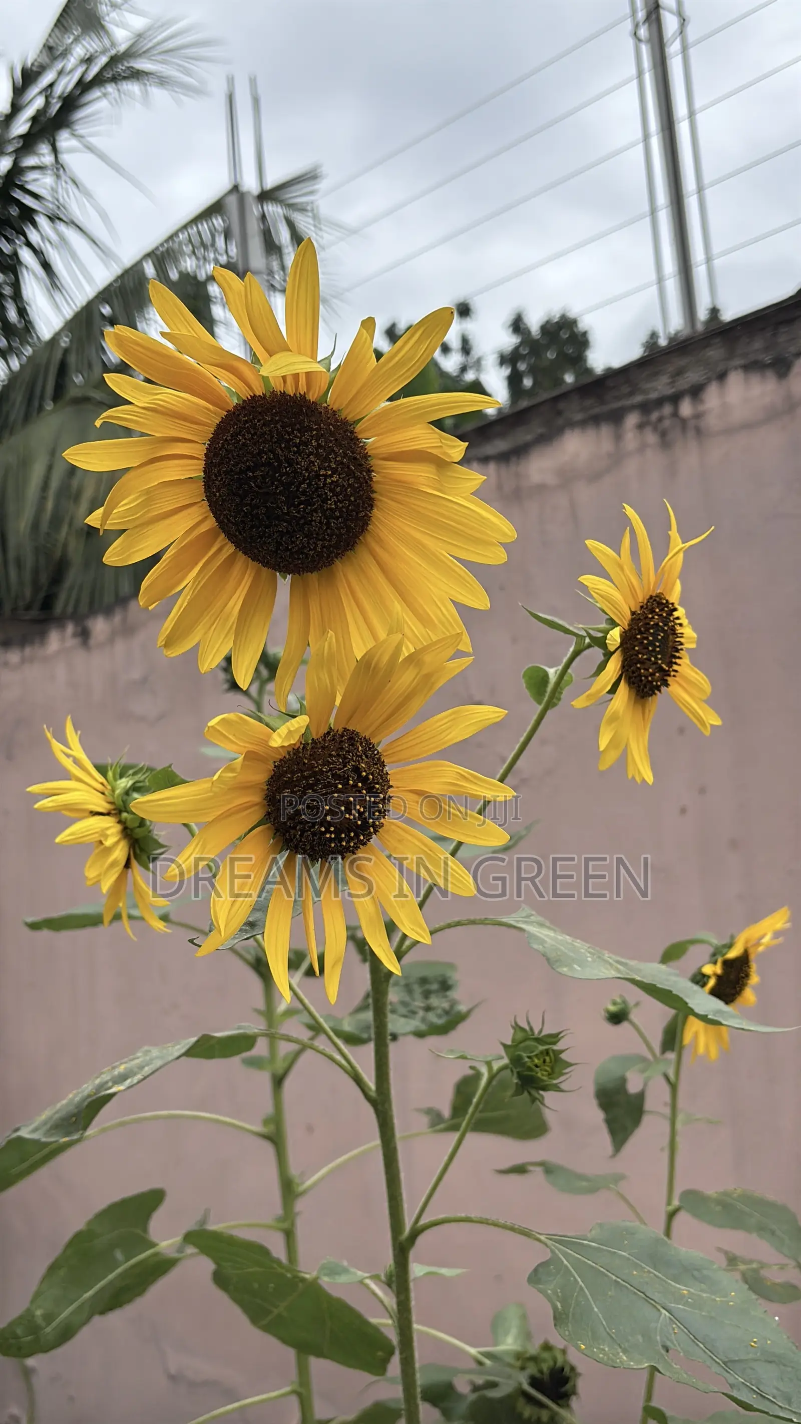 Sunflower Seeds