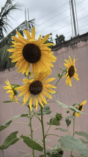 Sunflower Seeds