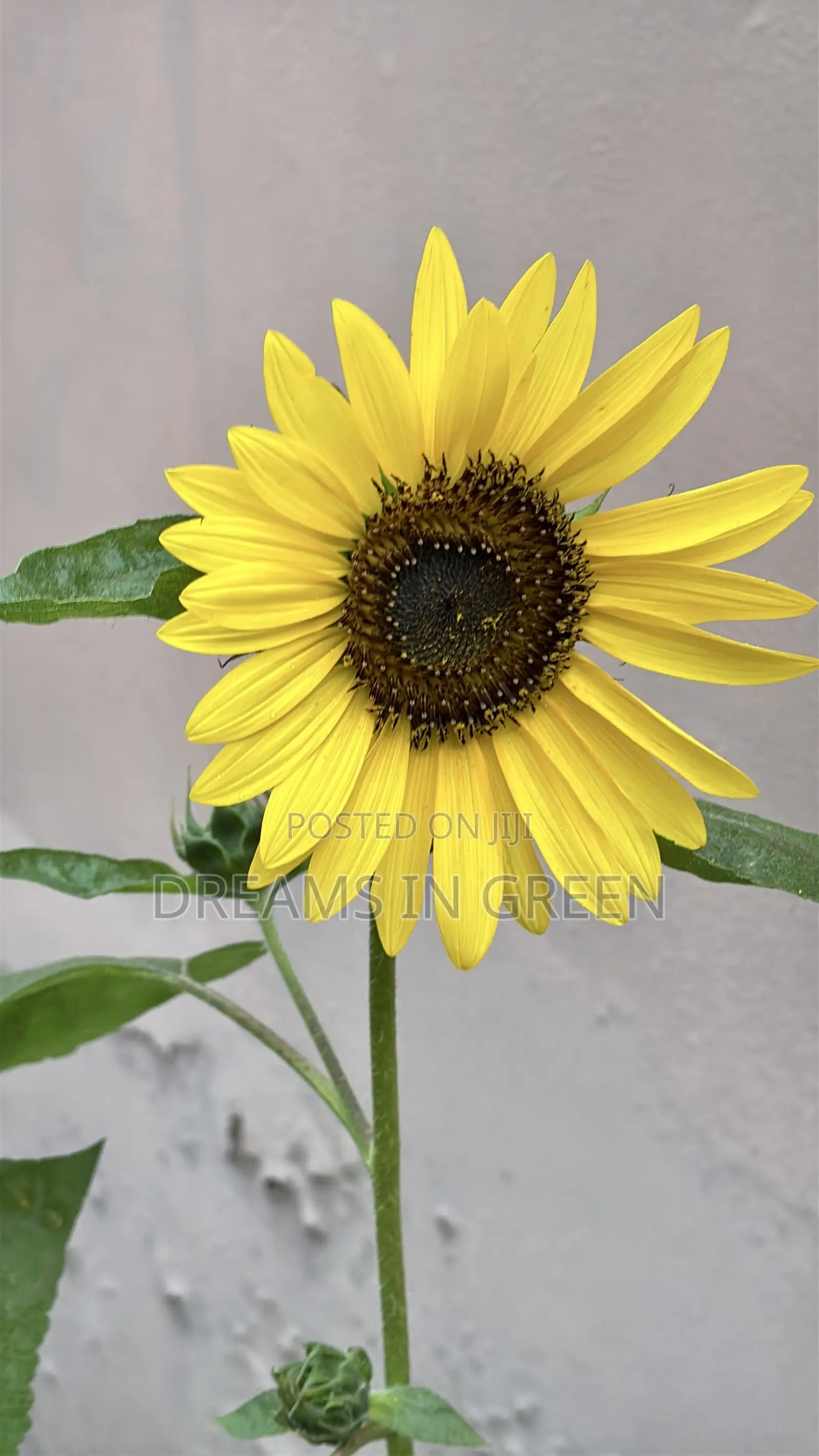 Sunflower Seeds