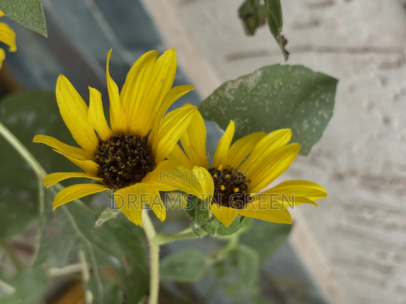 Sunflower Seeds