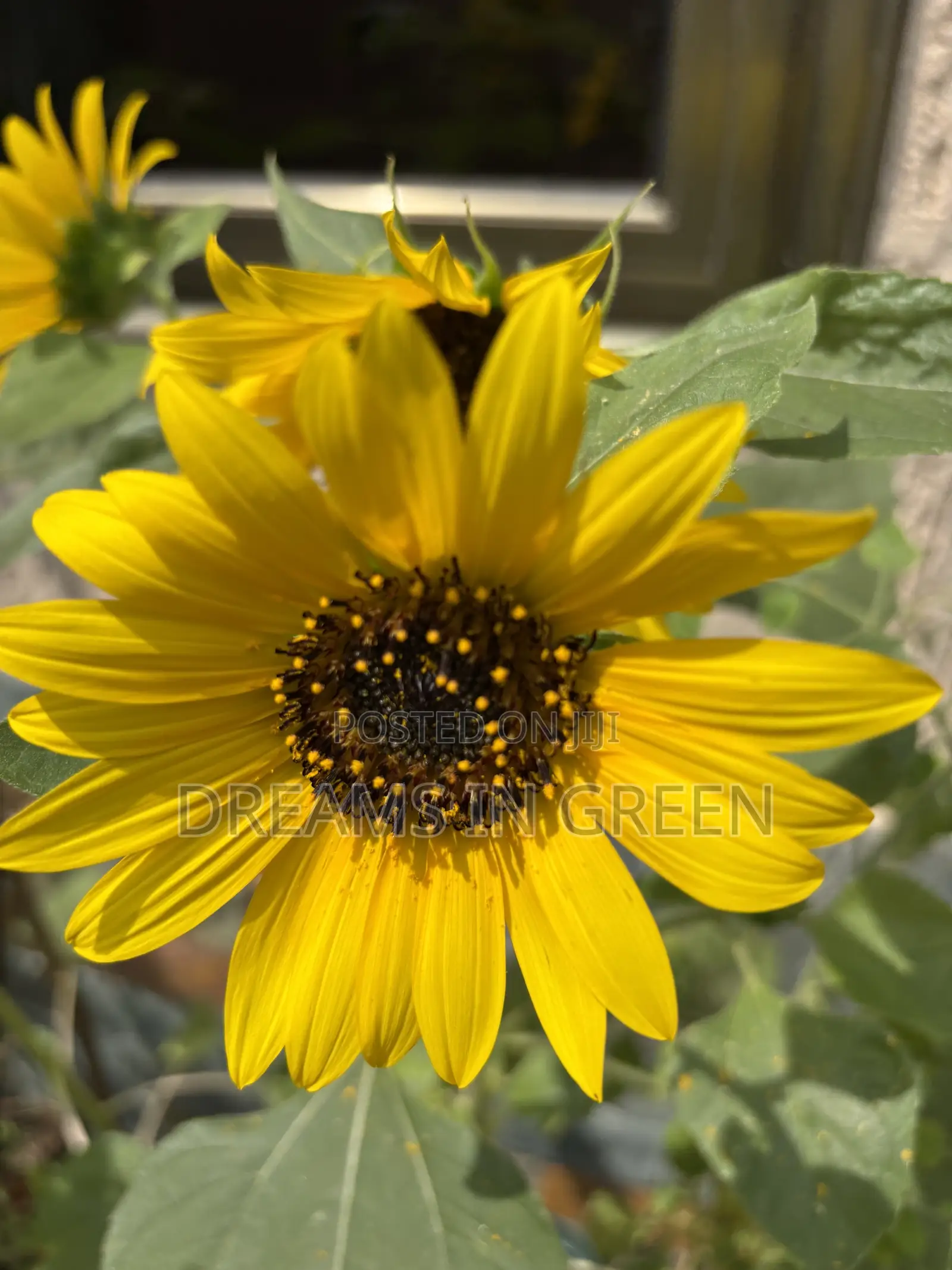 Sunflower Seeds