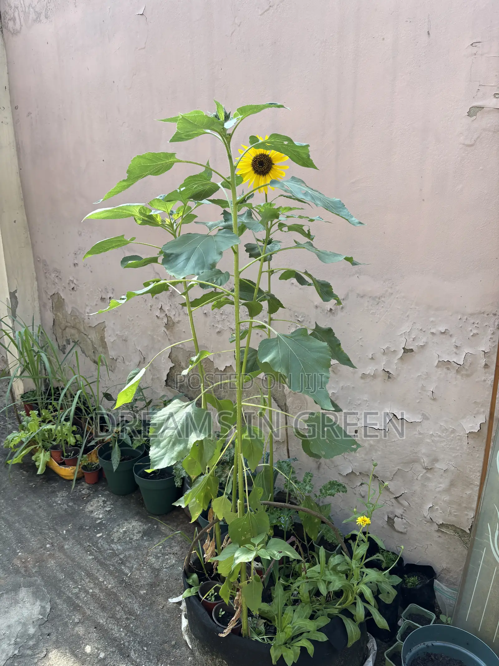 Sunflower Seeds