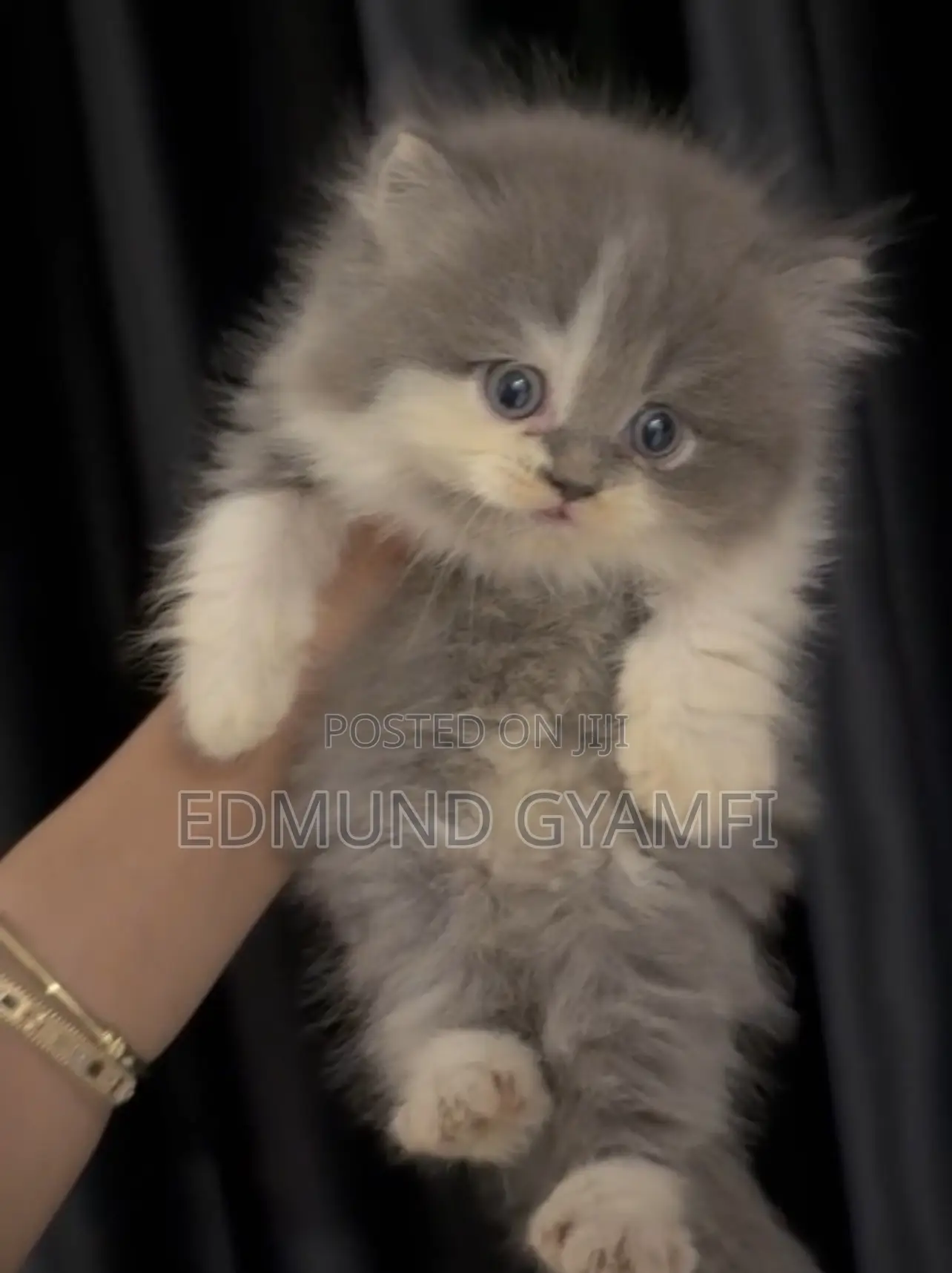 1-3 months Female Purebred Persian