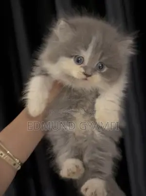 1-3 months Female Purebred Persian