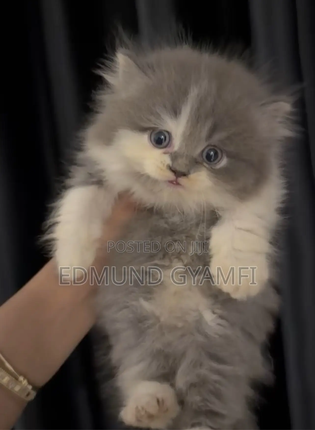 1-3 months Female Purebred Persian