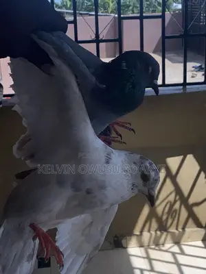 Racing Pigeons