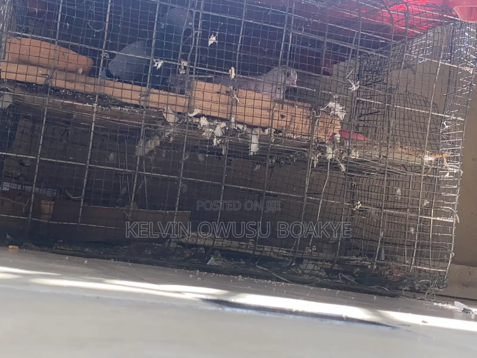 Racing Pigeons