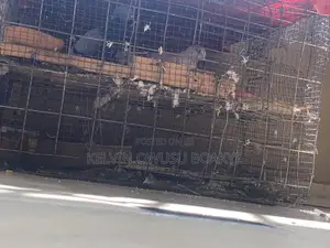 Racing Pigeons