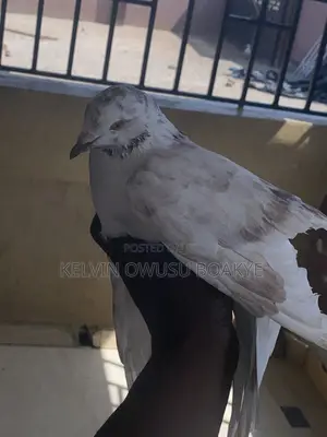 Racing Pigeons