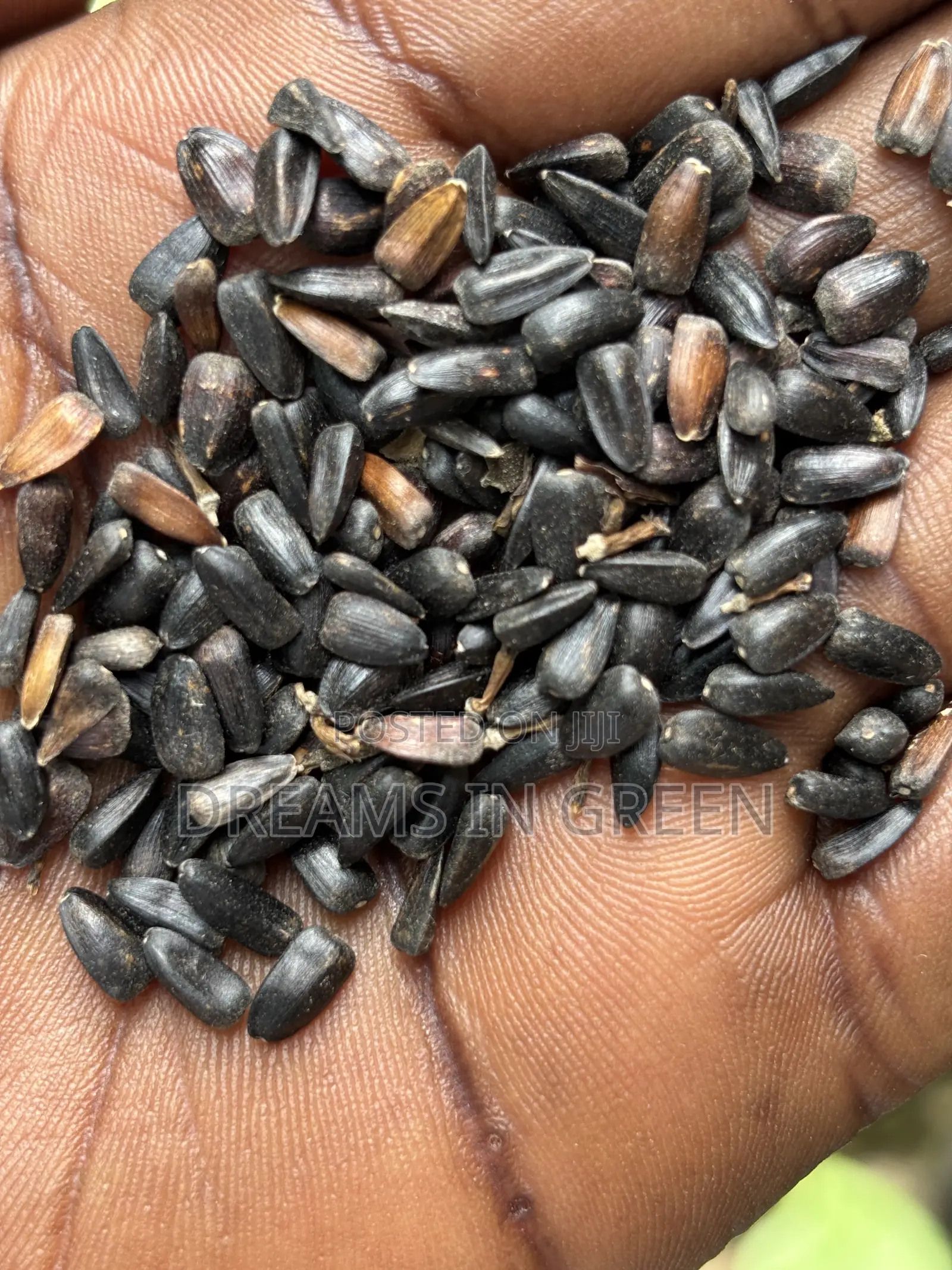 Sunflower Seeds